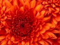 /album/last-day-of-b-tech/chrysanthemum-jpg/