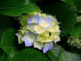 /album/last-day-of-b-tech/hydrangeas-jpg/