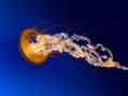 /album/last-day-of-b-tech/jellyfish-jpg/