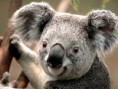 /album/last-day-of-b-tech/koala-jpg/