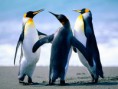 /album/last-day-of-b-tech/penguins-jpg/