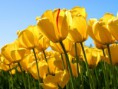 /album/last-day-of-b-tech/tulips-jpg/